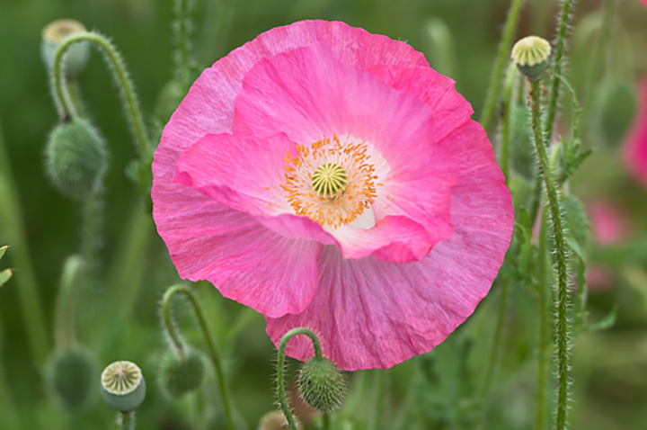 Blumen, Blüten, Blätter