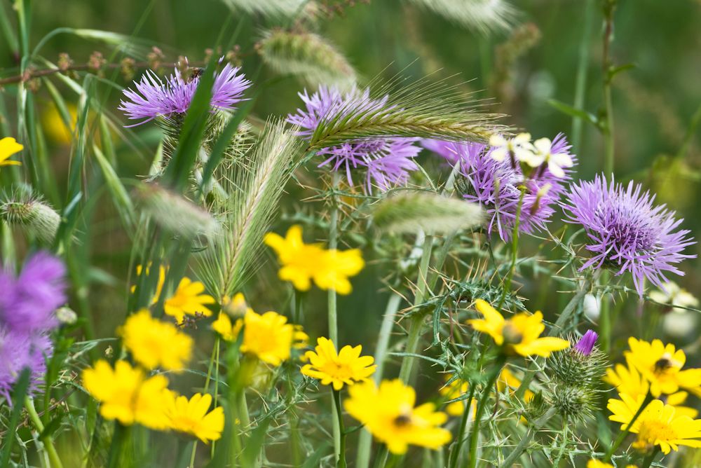 Blumen, Blüten, Blätter 06