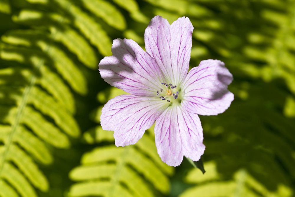 Blumen, Blüten, Blätter 13