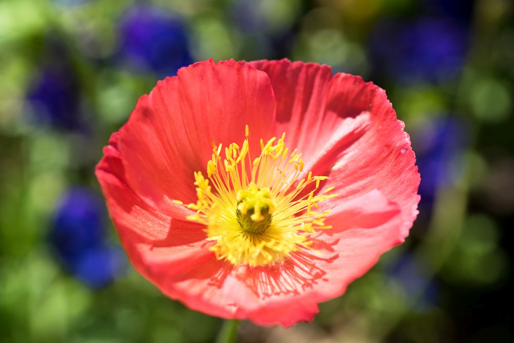 Blumen, Blüten, Blätter 14