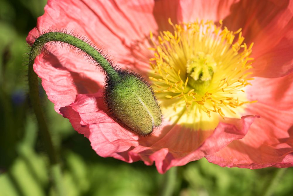 Blumen, Blüten, Blätter 15