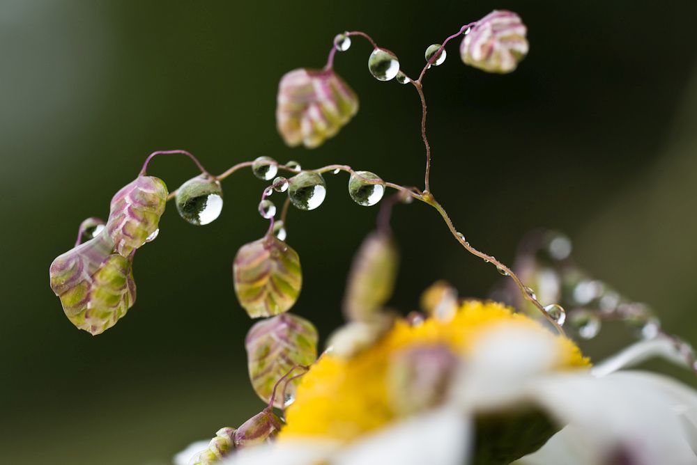 Blumen, Blüten, Blätter 18