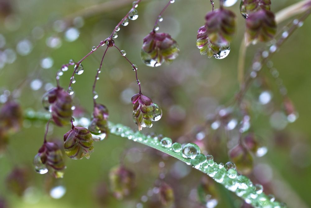 Blumen, Blüten, Blätter 19