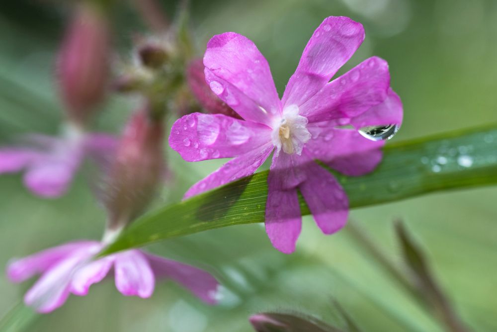 Blumen, Blüten, Blätter 20