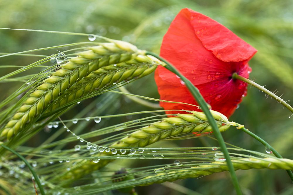 Blumen, Blüten, Blätter 22