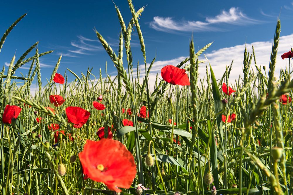 Blumen, Blüten, Blätter 23