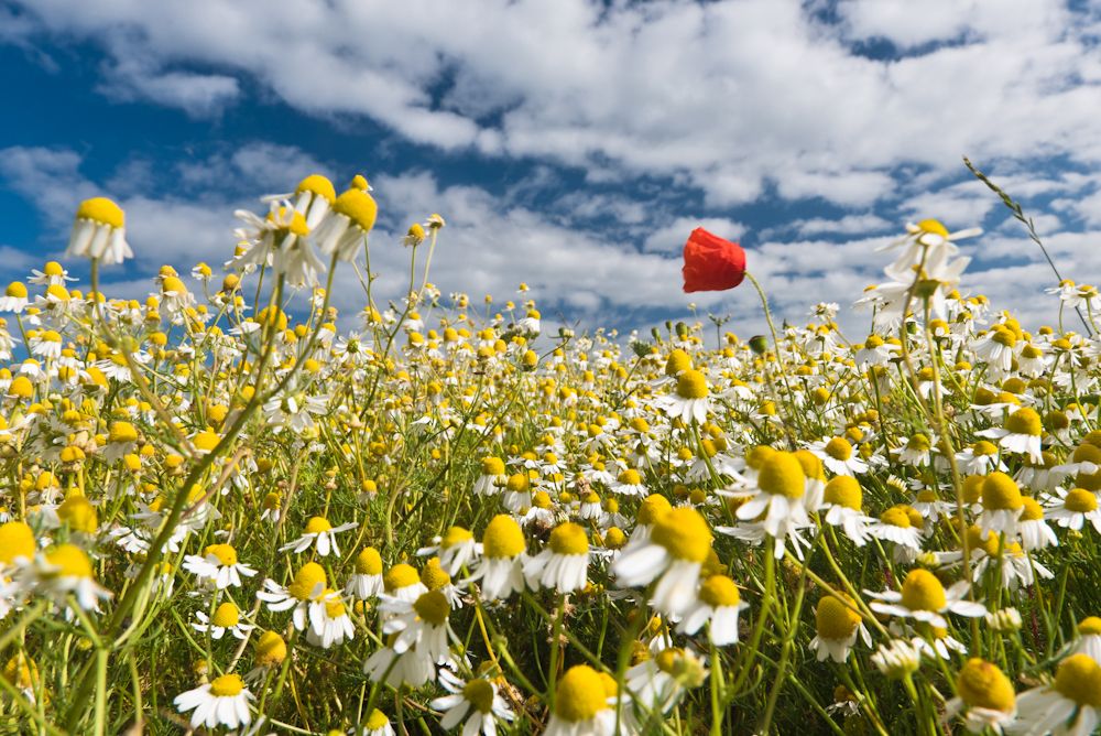 Blumen, Blüten, Blätter 33