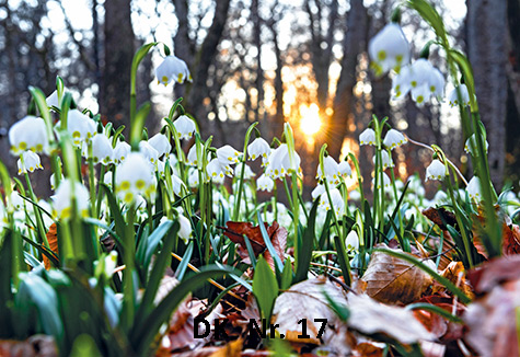 Klappkarten - Frühling und Sommer DK 17