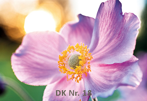 Klappkarten - Frühling und Sommer DK 18