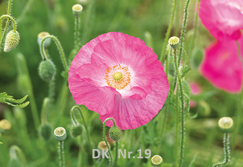 Klappkarten - Frühling und Sommer DK 19