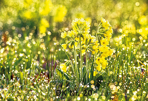Klappkarten - Frühling und Sommer DK 20