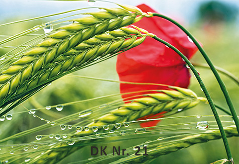 Klappkarten - Frühling und Sommer DK 21