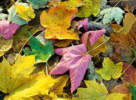 Klappkarten - Winter und Herbst DK 40